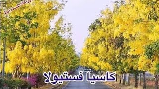 كيف يتم زراعه شجرة اكاسيا فستيولا أو الخيار شمبرأو العنقود الذهبي 🎄🌾