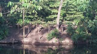 Monkeys 'diving' into water for treats, BOHOL PH. by stepseven 210 views 2 years ago 2 minutes, 4 seconds