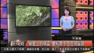1040824觀天下新聞HD08 平溪區峭壁上的精靈 艷紅鹿子百合現蹤跡