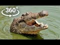 360 vr  crocodile attacks you