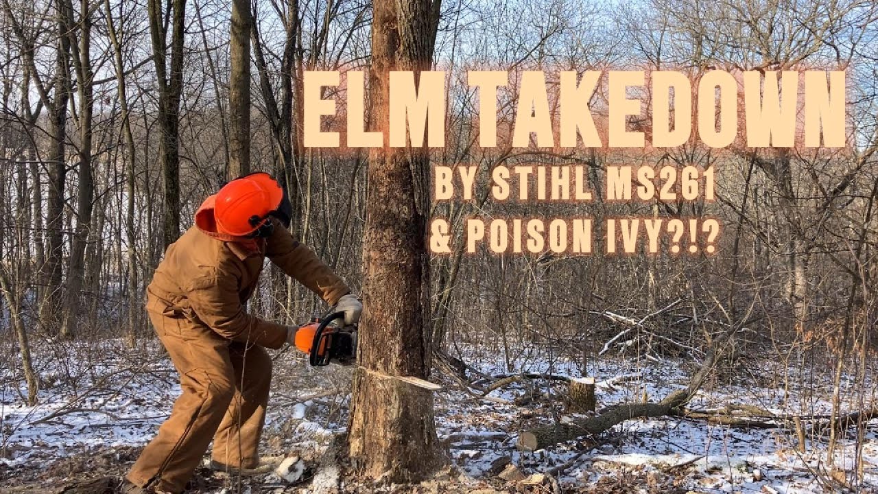 Stihl MS261 Cutting Elm Tree for Firewood - YouTube