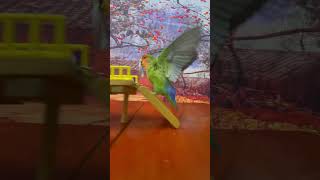 Bird Training  Smart Lovebird Parrot  Smart Little Cute Parrot #Training #Smartparrot #Cute