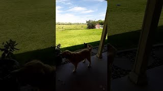 Harvey The Duck Playing With His Doggo Friend || ViralHog