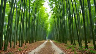 EP2 Peaceful Bamboo Forest | Morning Ritual for Digital Detox #sleepmusic  #meditation #instrumental