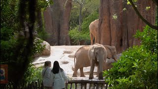 BIOPARC Valencia celebra el Día del Medio Ambiente con novedosas actividades gratuitas (2022)