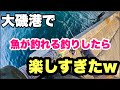 【一投目から釣れる】ボウズ逃れ間違いなし！大磯港は魚が釣れる良い釣り場なんです！