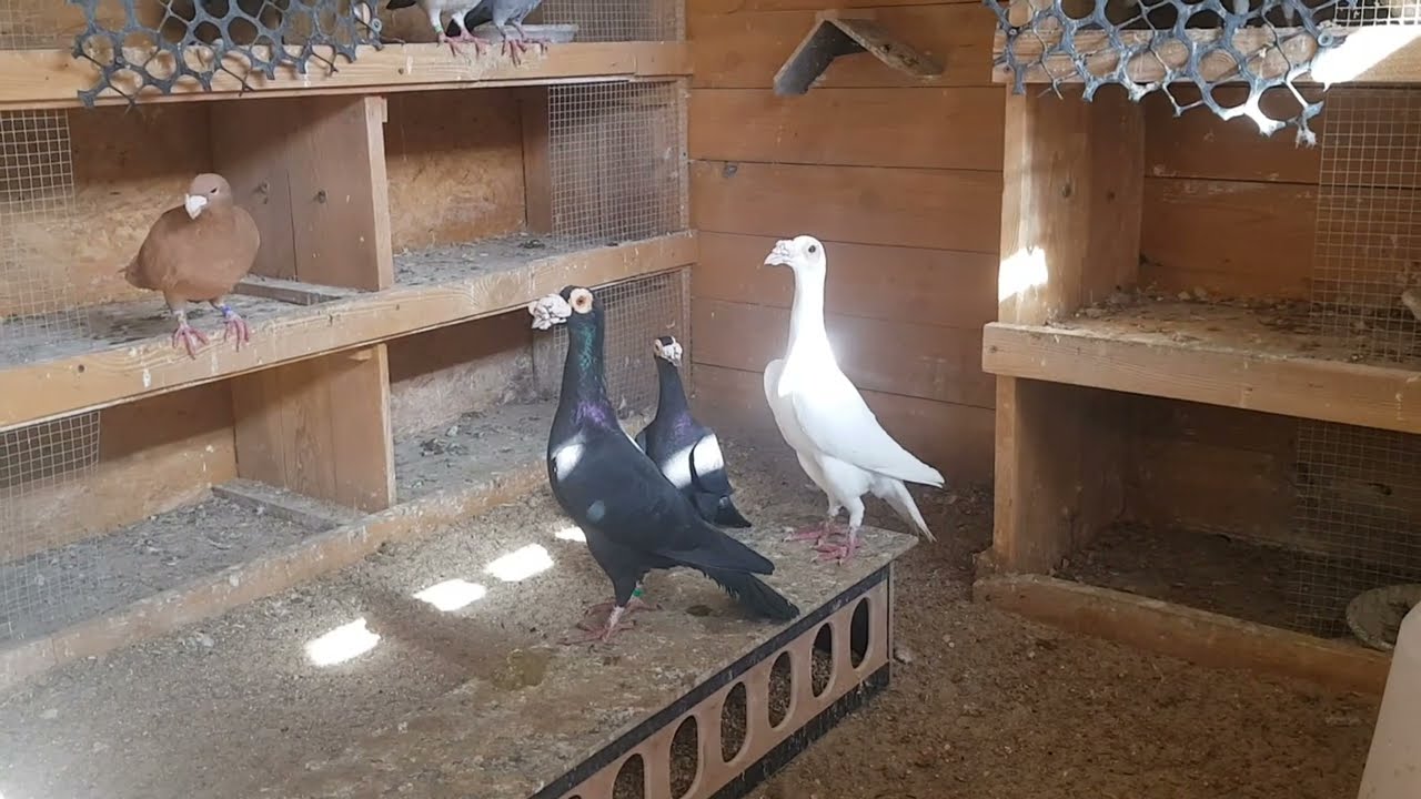 Najczęstsze problemy w hodowli gołębi ozdobnych podczas lęgów / Początek Lęgów, Młode, Parowanie