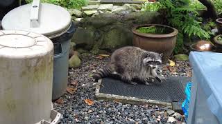 the raccoon with chewed ear drops crumbs