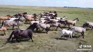 Welcome To The Hoffman Ranch Meet our Dakota Duns Quarter Horses