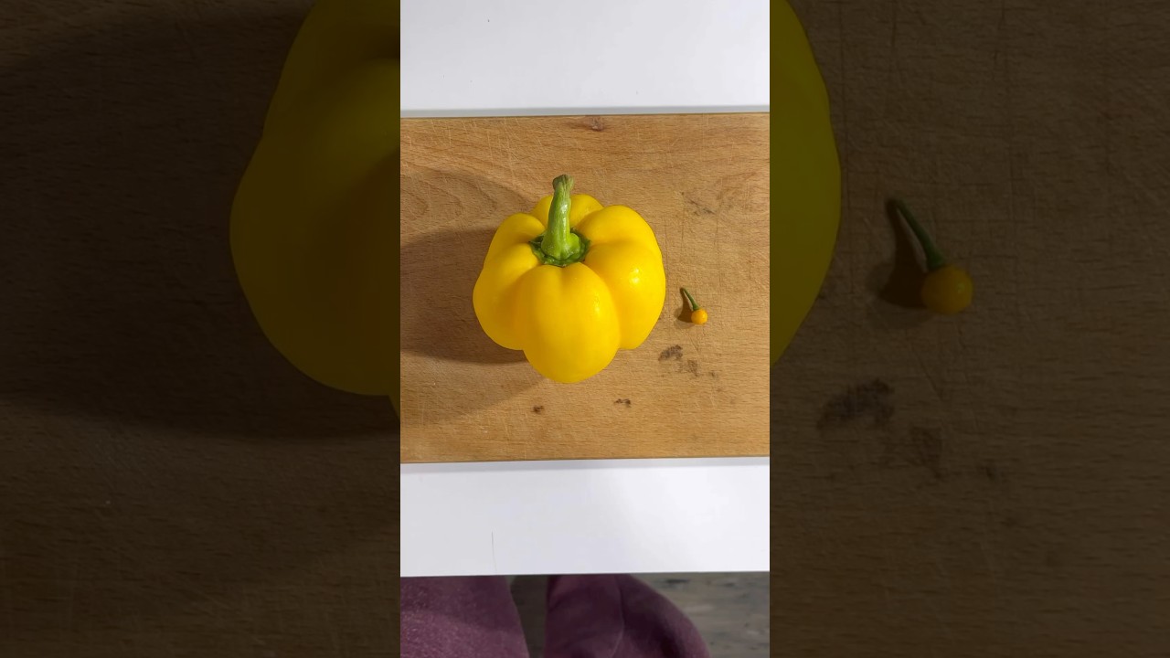 Cutting yellow bell pepper and charapita pepper in half ASMR