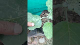 Best organic fungal infection treatment serum #gardening #fungalinfection #organicfertilizer