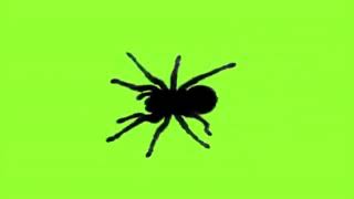 Spider // (Green screen)[Chroma Key] || (Green screen)