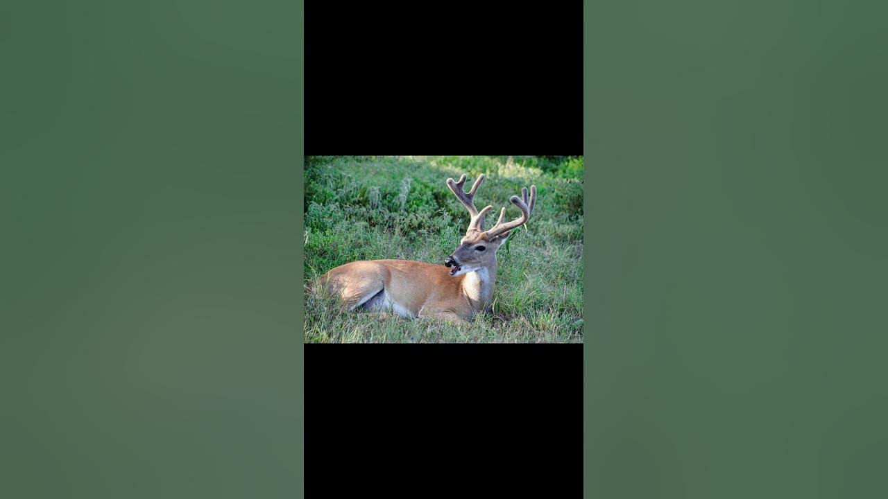 ELK BARK barking shorts animals YouTube