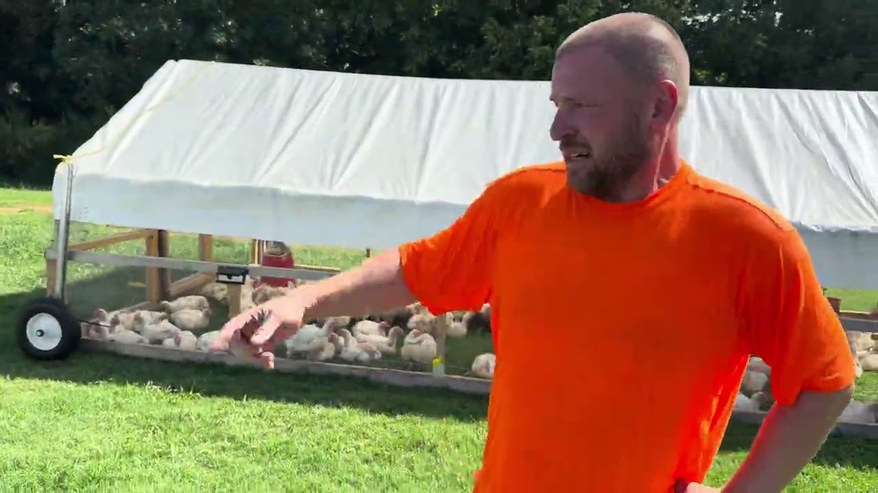 Meat Birds The Organic Way