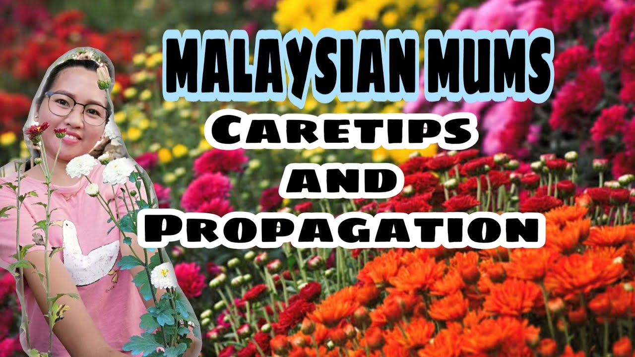 Chrysanthemums Malaysian Mums