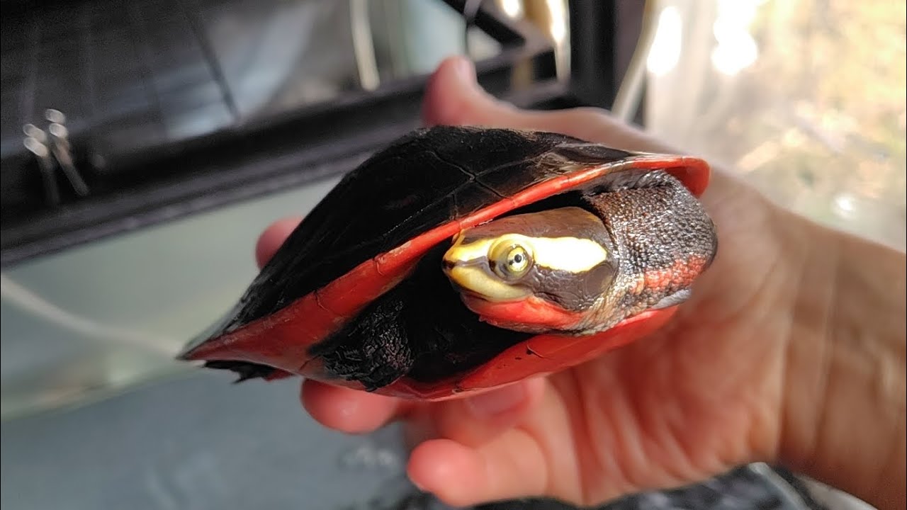 2026.2.10.ニシキマゲクビガメの耐寒性と雌雄判別