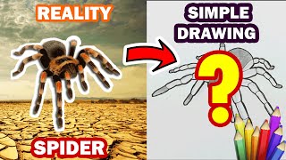 How To Draw Tarantula Spider Drawing Step By Step | Daily Drawing Tutorial