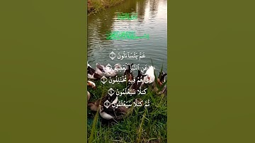 عم يتساءلون عن النبأ العظيم | عامر الكاظمي تلاوة عراقية خاشعة 🥹#عامر_الكاظمي #القرآن_نور_القلوب