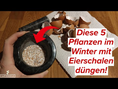 zitronenbaum wann düngen Zitronenbaum-Flüssigdünger 500 ml main image 1
