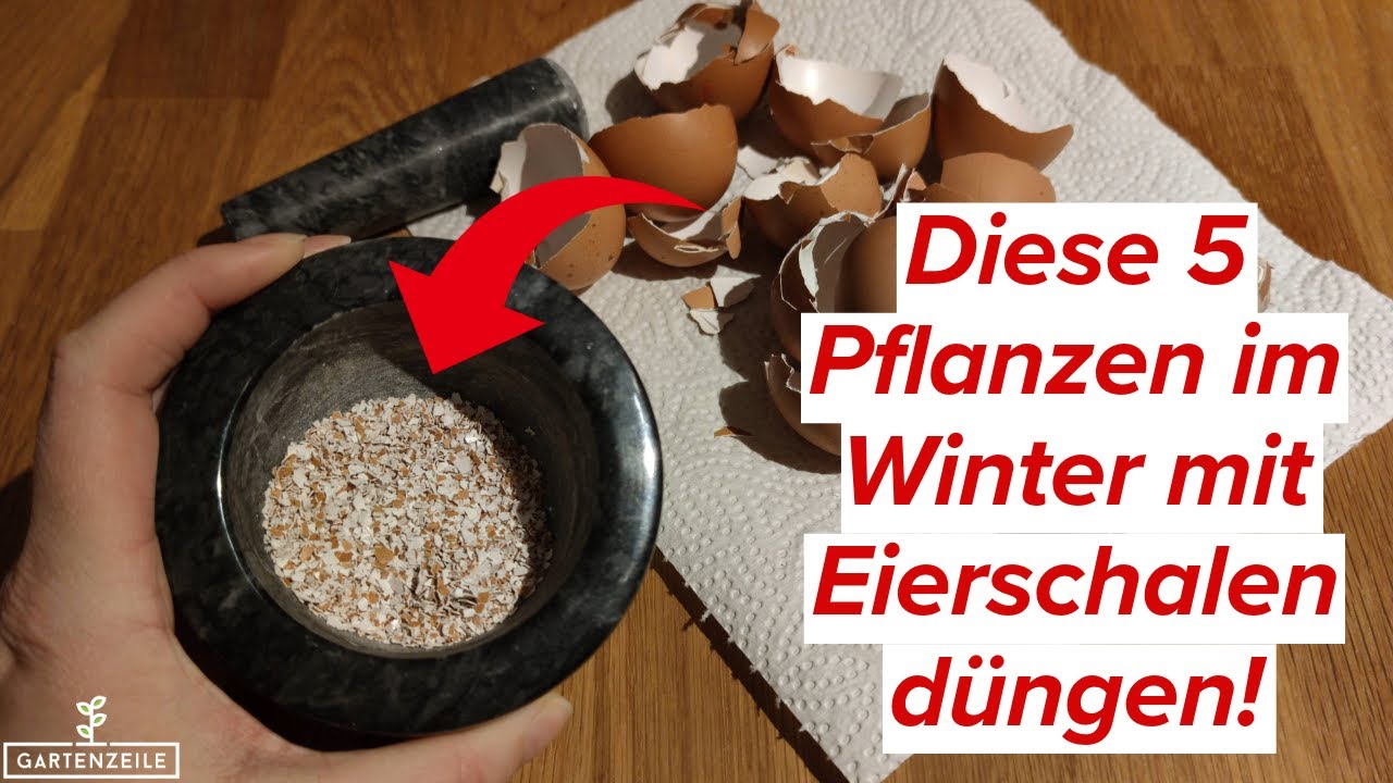 Eierschalen im Winter ausbringen - diese 5 Pflanzen profitieren!