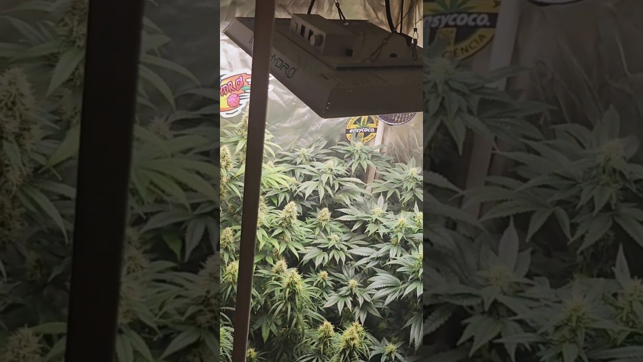 Mars Hydro TS1000: Resultado 😱