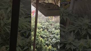 Mars Hydro Ts1000 Resultado