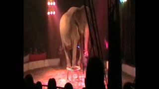 Ring Of Cruelty Ii.wmv