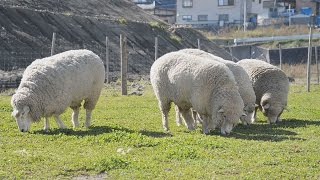 羊で一新　津波の荒れ地 岩手県大船渡市