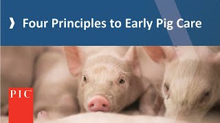 Piglet Care In Wean-to-Finish Operations | Pig Improvement Company (PIC) screenshot 4