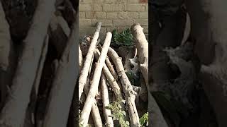 #my #vlog #python #cobara king👑(1)