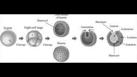 Cleavage and its types| CSIR-NET| Gate| M.Sc| B.Sc| NEET| Lifescience| Developmental biology