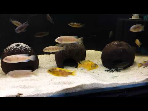 F1 tropheops makokola m cat ruling the young tank