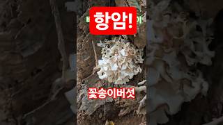 항암, 면역력 강화 명약, 꽃송이버섯