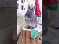 子ウサギが教えてくれたこと #shorts #うさぎ #rabbit