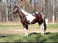 Josies Treasured Legacy APHA Homozygous Stallion