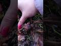 Шок. Грибы опята в лесу перед Новым годом #shorts #природа