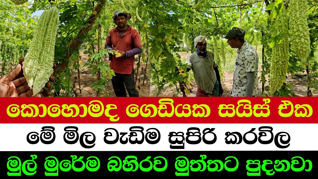 A Single Bitter Gourd as Long as 2 Feet | A Special Variety That Sells for a Premium Price