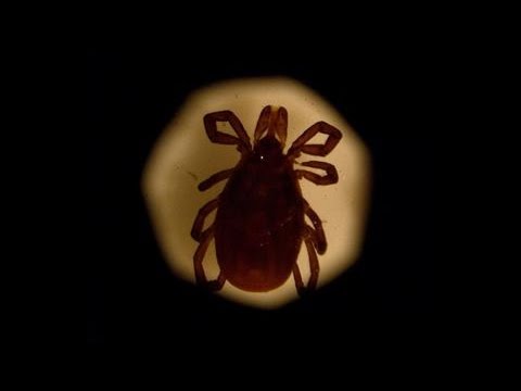 Lyme Disease Is Scary and on the Rise  Here's How to Protect Yourself