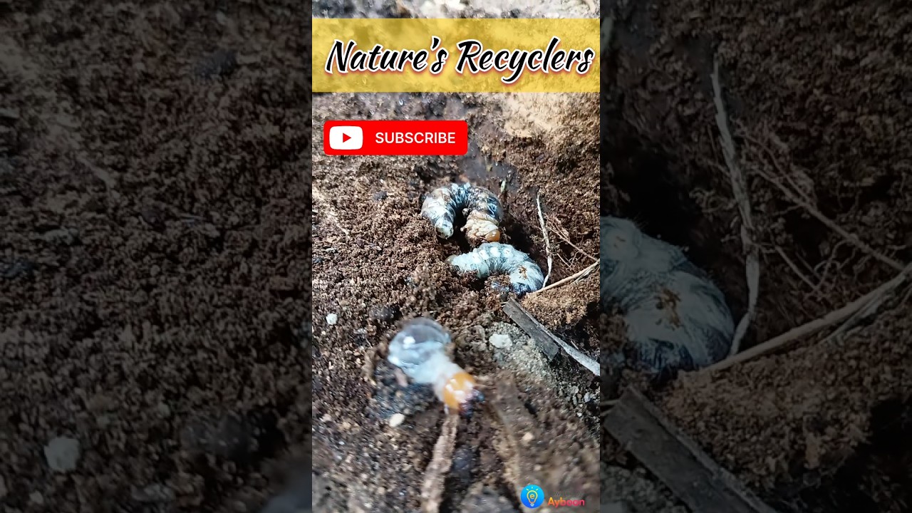 Nature’s Recyclers: Discovering Beetle Larvae inside a Decaying Log 🐛🌳 