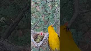 Mother Bird Feeding Babies Nature Beauty P2