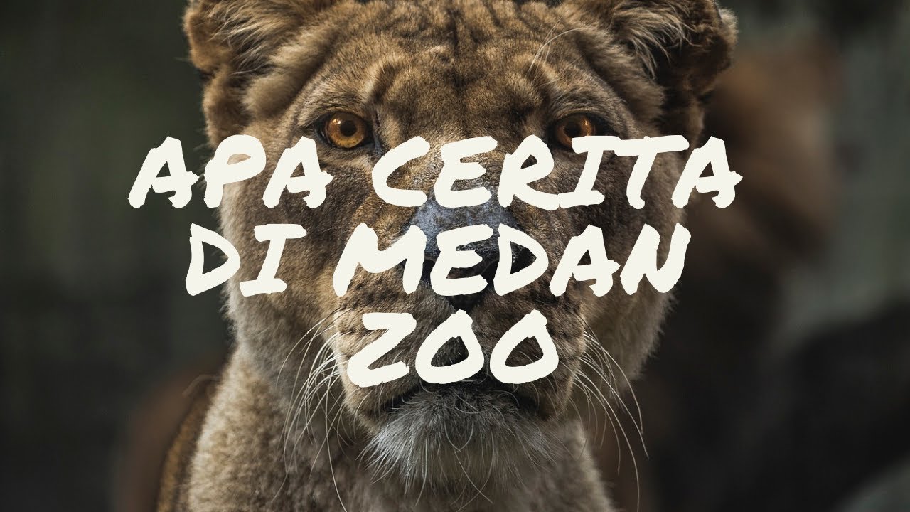Medan Zoo - Kebun Binatang Medan Terbaru - YouTube