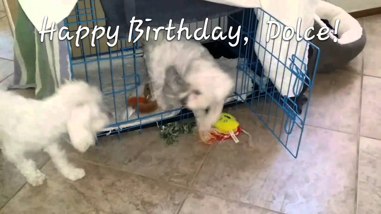 Dolce the Maltese - Happy Birthday!