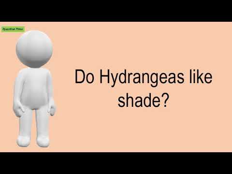 Do Hydrangeas Like Shade?