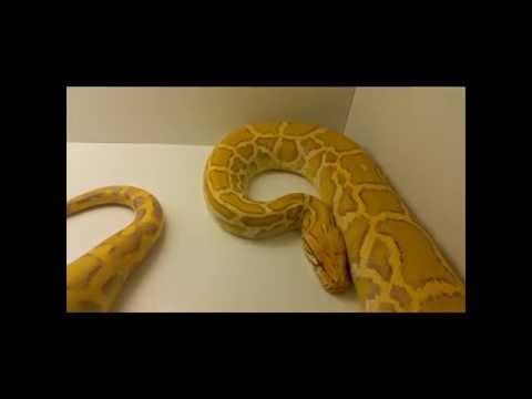 Caramel / Blond Burmese python