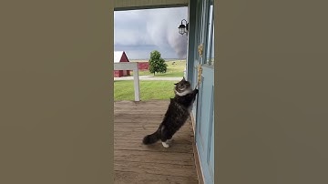 CCTV Captures Frightened Cat Begging for Help Before the Tornado Strikes