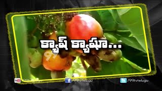 Hi-Tech Farming & Expansion of Cashewnut (JeediPappu ) Cultivation || Eruvaka | 99tv