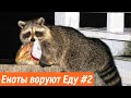 Еноты воришки / Еноты воруют еду / Приколы с животными / Смешные еноты / Приколы 2020 смех до слез