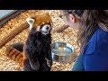 【レッサーパンダ】エイタの屋内お食事模様　Red Panda EITA at Maruyama Zoo