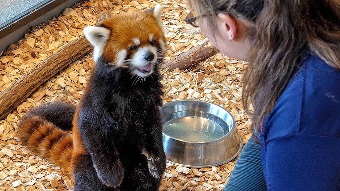 Pretty Red Panda Of The Fukuoka Shi Zoo Japan 可愛いレッサーパンダ 福岡市動物園 Youtube Pretty Red Panda Of The Fukuoka Shi Zoo Japan 可愛いレッサーパンダ 福岡市動物園 Youtube