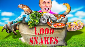 I Have A 1,000 Snakes, Now What?